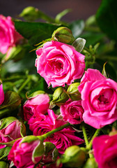 Pink roses on brown background