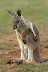 Naklejka na ściany i meble Young Red Kangaroo Scratching