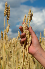 Ears of yellow golden ripe wheat in hand on agricultural fields of Saratov region