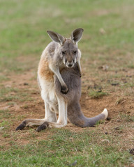 Young Red Kangaroo