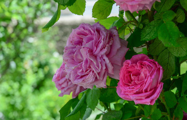 Rose garden in spring time