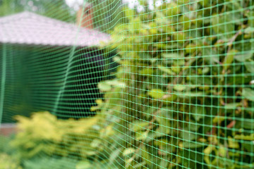 green plastic protective net in garden