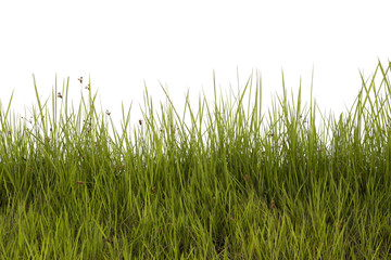 Grass isolated on white background.