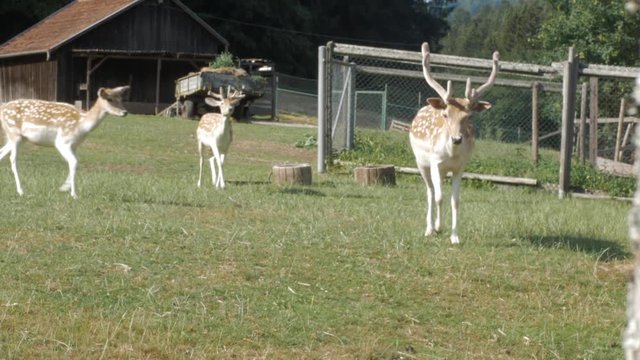 many deer in enclosure walking towards the camera close up