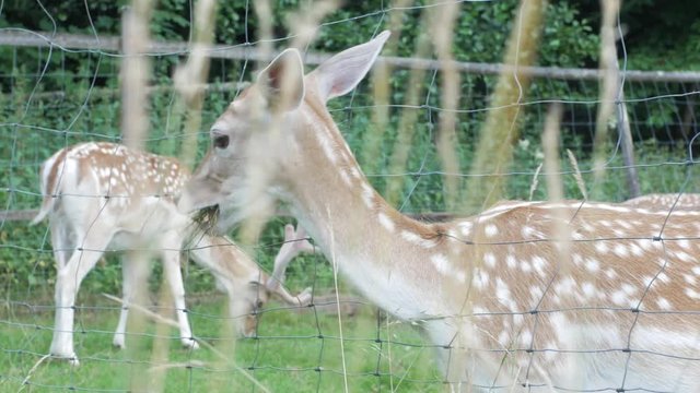 deer in enclosure gets feed from human