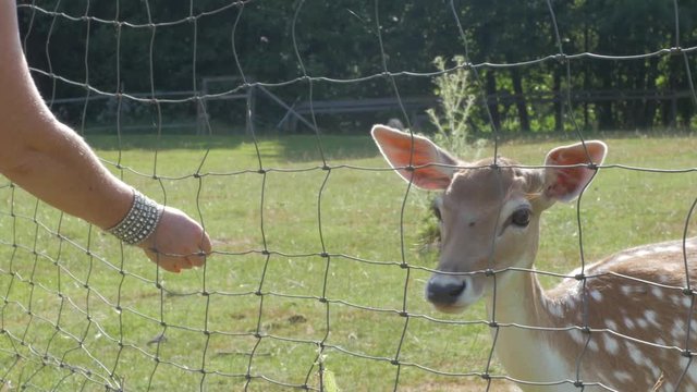 many deer in an enclosure on a farm or ranch in the green