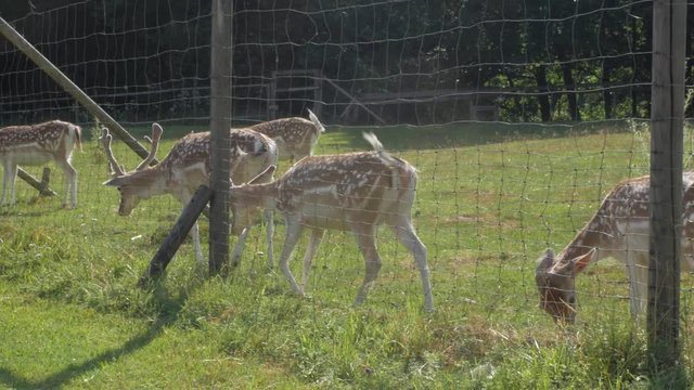 a deer in an enclosure on a farm or ranch in the green