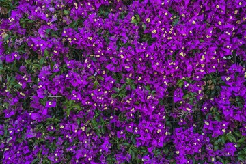 Naklejka premium Wall of purple flowers. Texture closeup.