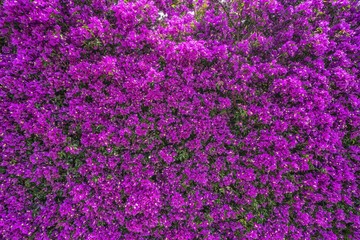 Wall of purple flowers. Texture closeup.