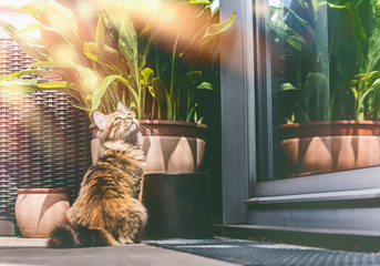 Fototapeta premium Młody puszysty kot na balkonie przy oknie i rośliny. Styl życia kota syberyjskiego