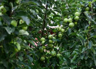 Green apple trees at garden