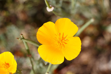 Fleurs de pavot de Californie