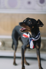 little dog with an radio background and American scarf