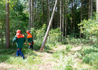 Baum fällt, Schlägerungsarbeiten im Wald, Waldarbeiter, Waldbestizer