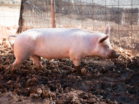 pigs in farm