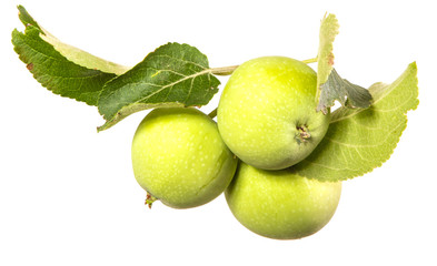 unripe green apples on a branch with leaves. Isolated on white background