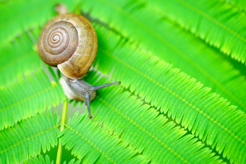 Closeup snail on a green leaf