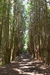 Obraz premium A woodland forest