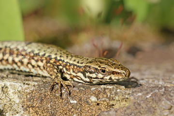 lizard