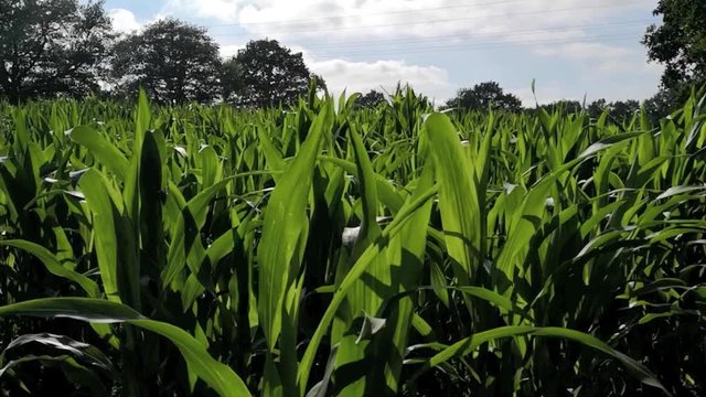 Maisfeld mit jungen Plfanzen, Bl&auml;tter bewegen sich an sch&ouml;nem Sommertag in Wind, Full HD Video