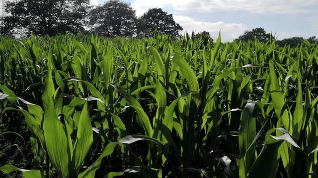 Maisfeld mit jungen Plfanzen, Bl&auml;tter bewegen sich an sch&ouml;nem Sommertag in Wind, Full HD Video