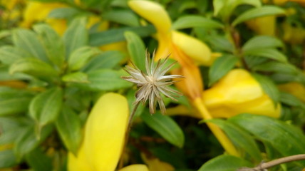 Background images for flowers