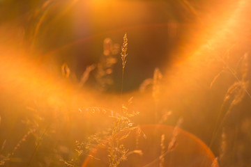 Sunset autumn grass under soft sunlight and sun rays. Abstract nature background