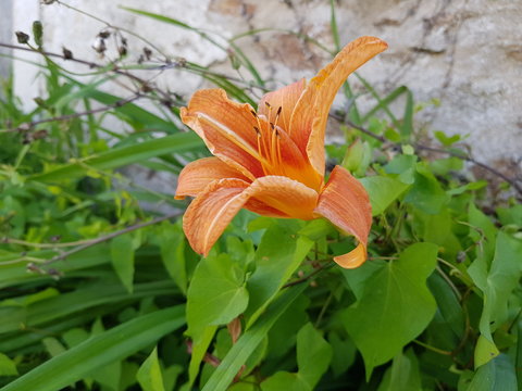 fleur de lys orange dans la nature
