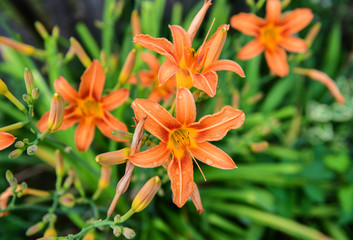 Orange Daylily (Hemerocallis fulva)