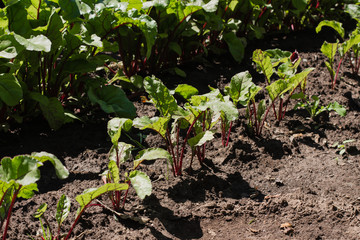 Young beetroot on the bed. Sugar beet in the garden.