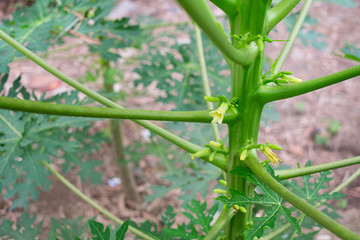 Papaya flower for health in gander.