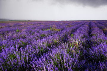 Naklejka na ściany i meble Lavender field in Crimea during a stormy day