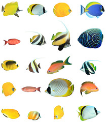 Tropical reef fish isolated. Butterflyfish, Bannerfish, Angelfish, Surgeonfish, Anthias fish on...