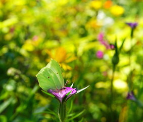 Sommergarten,Sommerblumen,Zitronenfalter