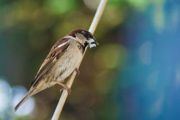 Photographing songbirds in winter near feeders - Eurasian tree sparrow