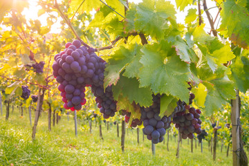 Weintrauben am Rebstock im Herbst