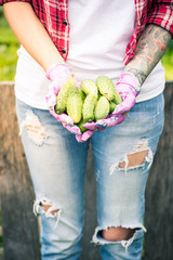 Female gardener or farmer holding fresh cucumbers in hands