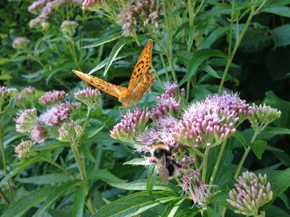 Schmetterling und Hummel