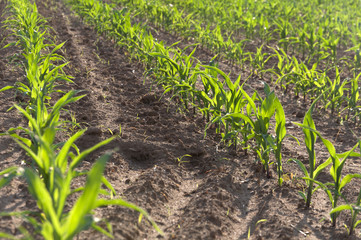 field with young corn, agricultural technique advances in Italy