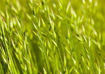 Green grass in the sunshine