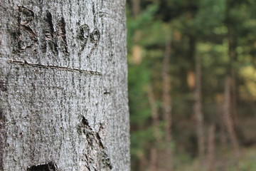 Eingeritzter Baum