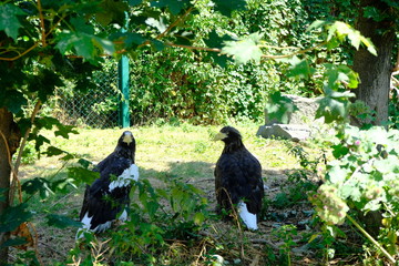two black birds