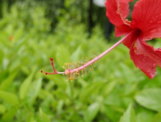 Red flower