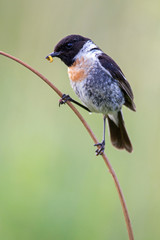 European Stonechat (Saxicola rubicola) on a stalk