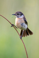 European Stonechat (Saxicola rubicola) on a stalk