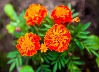 Flowers of Tagetes (marigold)