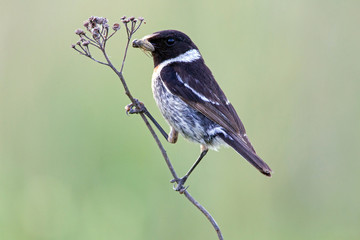 European Stonechat (Saxicola rubicola) on a stalk