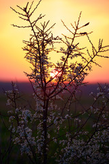 Obraz premium Tree at sunset