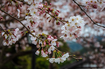 Cherry blossom tree in Japan
