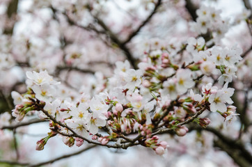 Cherry blossom tree in Japan